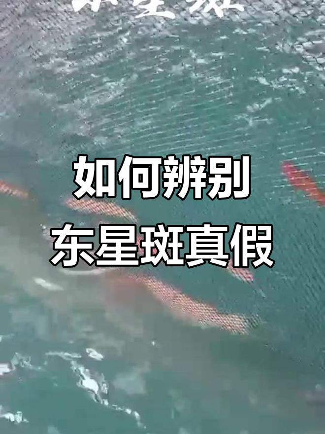 分辨东星斑野生与养殖，教你如何挑选新鲜货