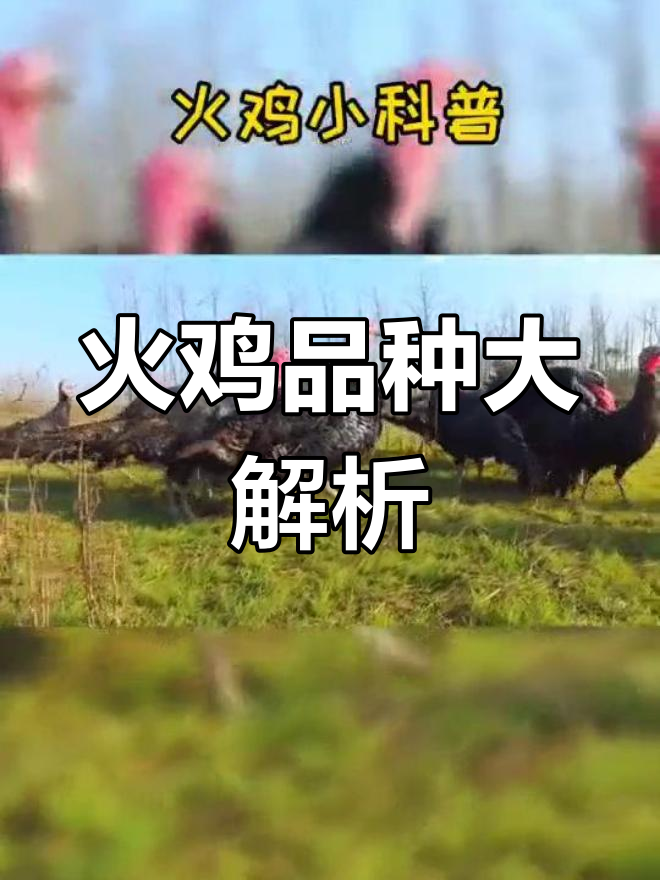 火鸡的种类与特性揭秘