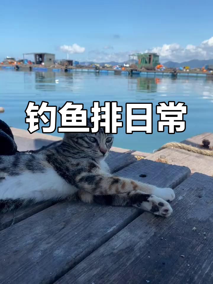 小猫咪爱吃大鱼还是小雨?无论哪种都超爱
