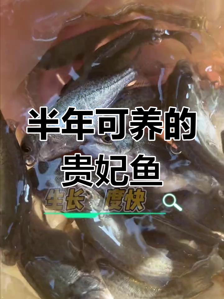 澳洲银鲈:6个月快速养殖,耐寒抗热