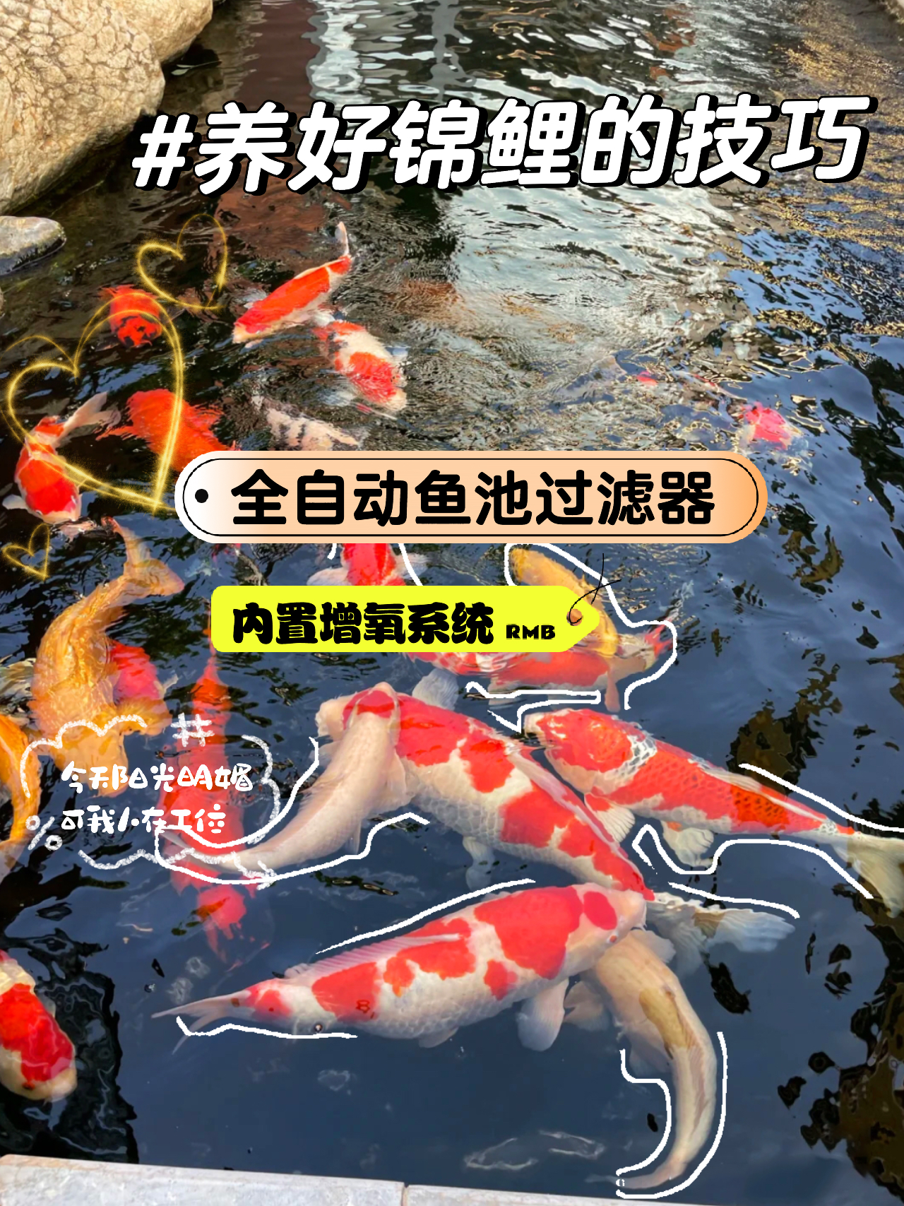 一款全自动鱼池过滤器,升级了!