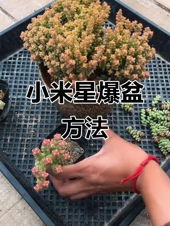 小米星多肉快速爆盆秘诀，砍头促分枝技巧大公开