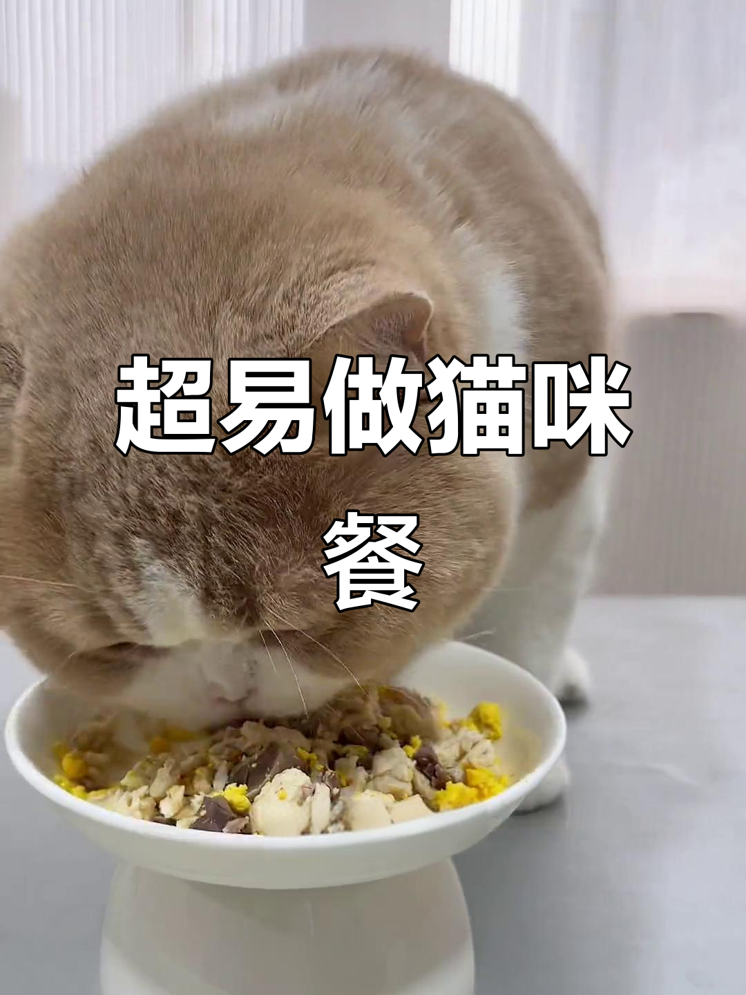 简单猫饭制作，营养满分！