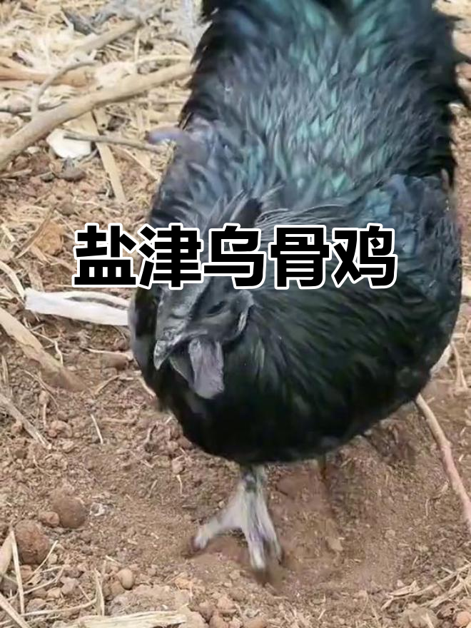 云南昭通盐津乌骨鸡：美味与营养的完美结合