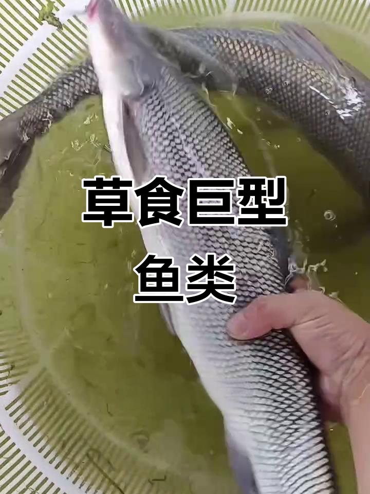 淡水银鳕鱼,一年长三斤,最大可达二十余斤