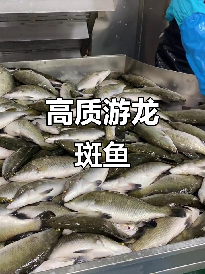 游龙斑鱼：海鲜品质的完美选择，原产地直供