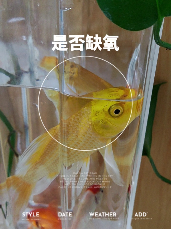 2各位网友,小金鱼露出水面,呼吸是缺氧吗?