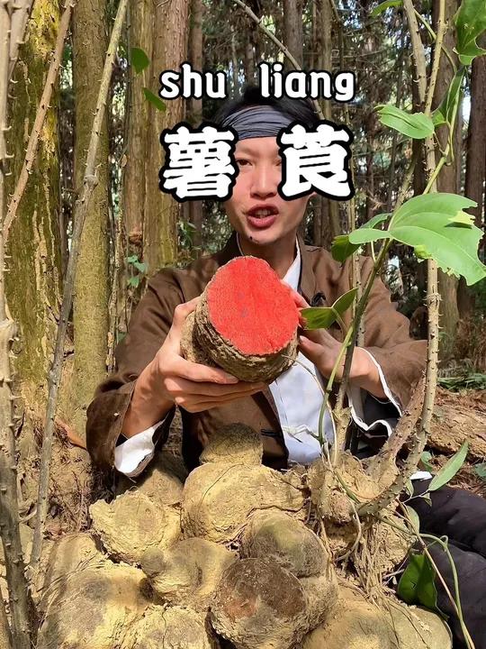 这种植物你见过吗?长在山里的大红薯,被称为植物软黄金。它是属于薯蓣科多年生藤本植物,名字叫