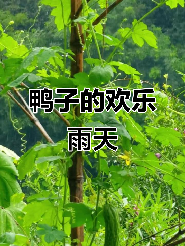 雨来了,鸭子们兴奋地飞奔回家,洗澡的快乐无法抵挡!