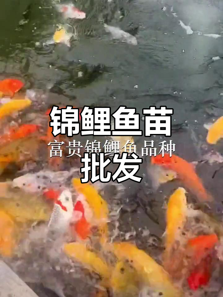 优质锦鲤鱼苗,批发供应,惠州深圳均有货