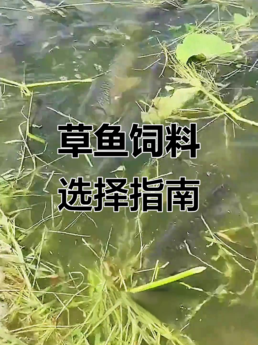 草鱼养殖技巧:何时喂什么草最合适