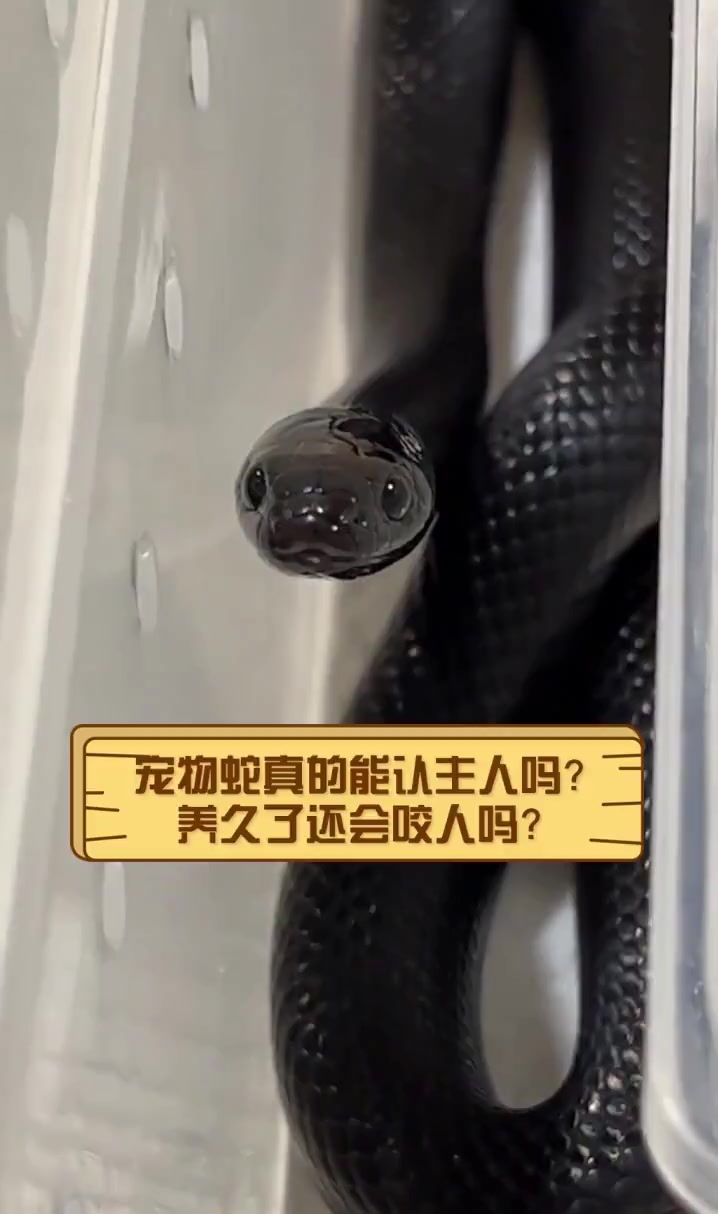 宠物蛇真的能认主人吗?养久了还会咬人吗?