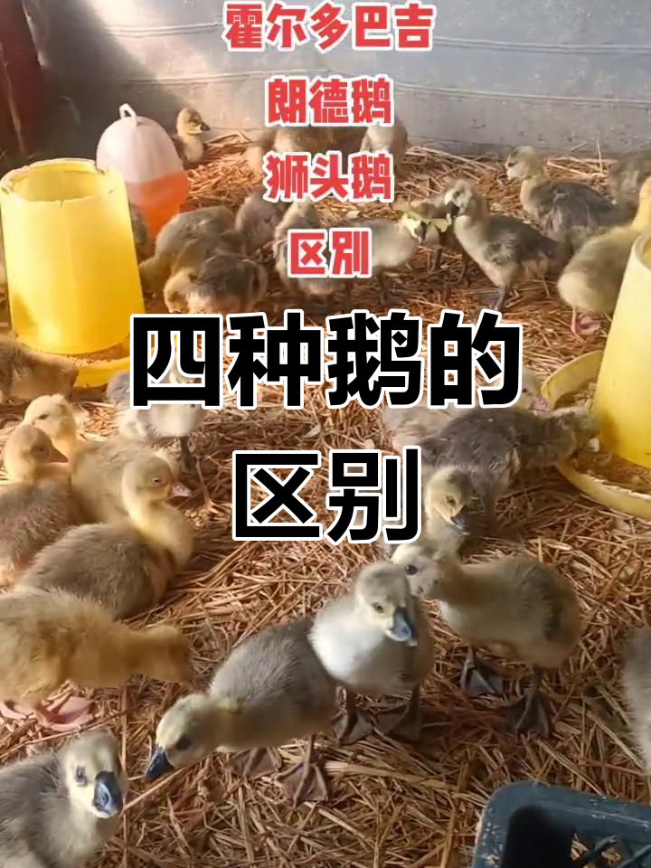霍尔多巴吉、狮头鹅等品种区别解析