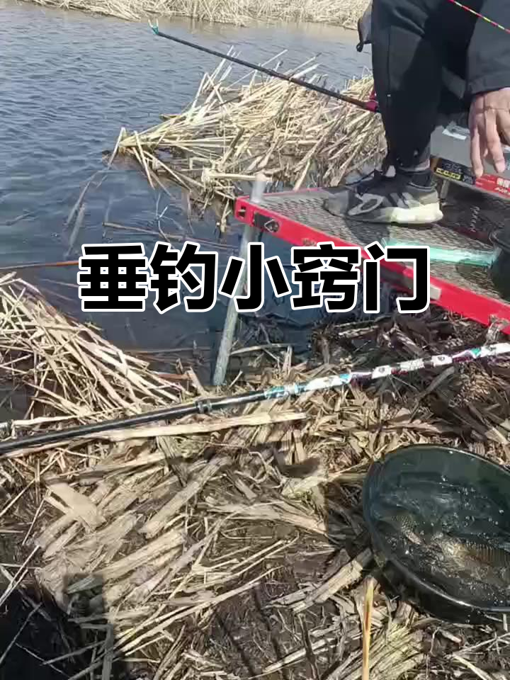 野外钓鱼技巧大公开,轻松钓获肥鸭!