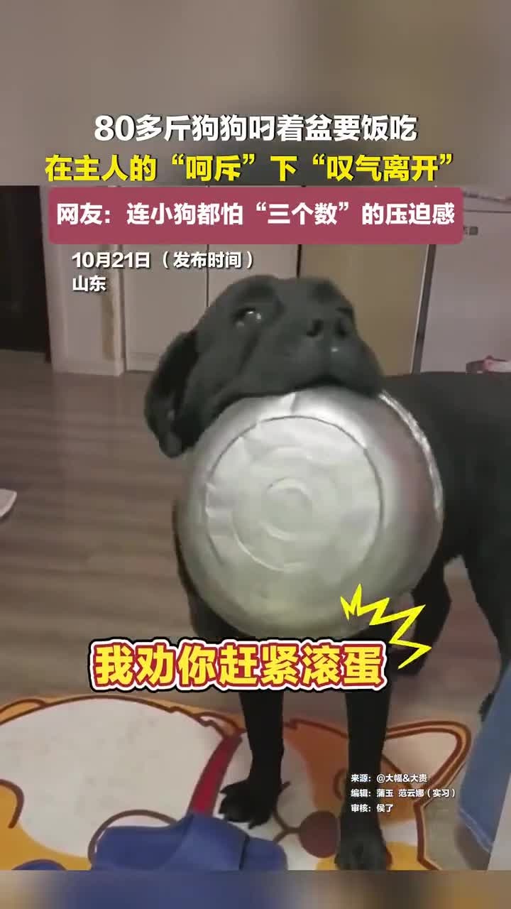 80多斤狗狗叼着盆要饭吃,在主人的“呵斥”下“叹气离开”,网友:连小狗都怕“三个数”的压迫