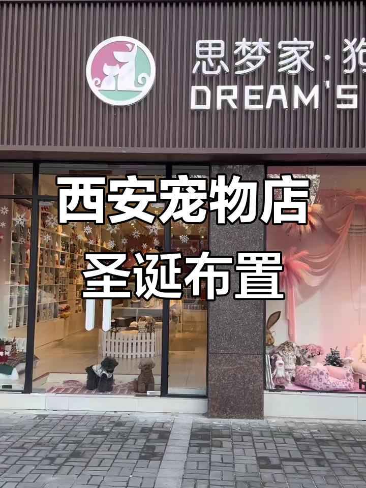 西安宠物店圣诞装饰全曝光,狗狗也能拍美照!