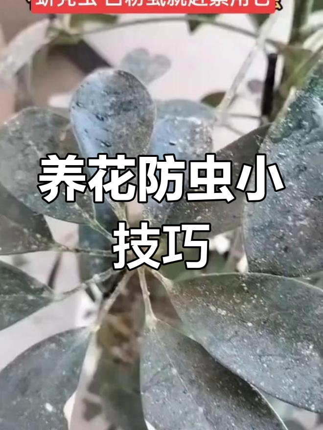 鸭掌木虫害防治全攻略,轻松杀灭饥壳虫