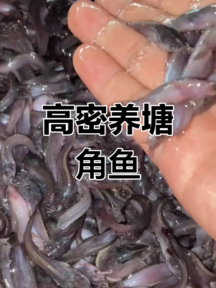 本地塘鲺鱼高密度养殖技术,快速生长耐低氧