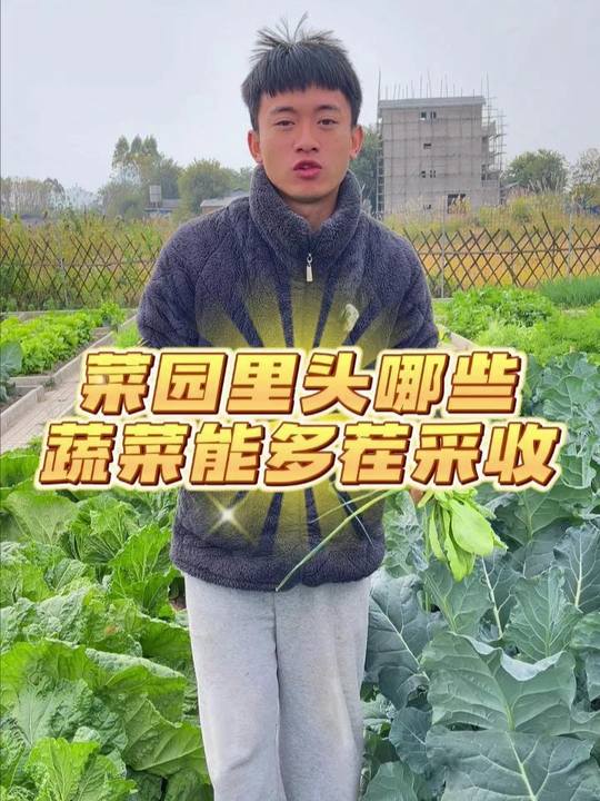 菜园里可连续采收的蔬菜及种植小技巧