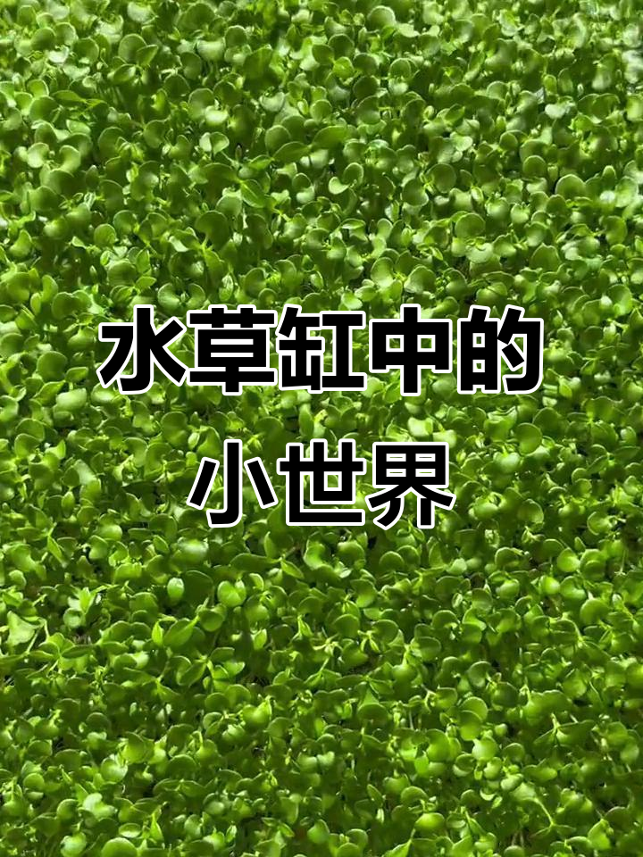 鱼缸里的自然美景，小鱼与水草共舞