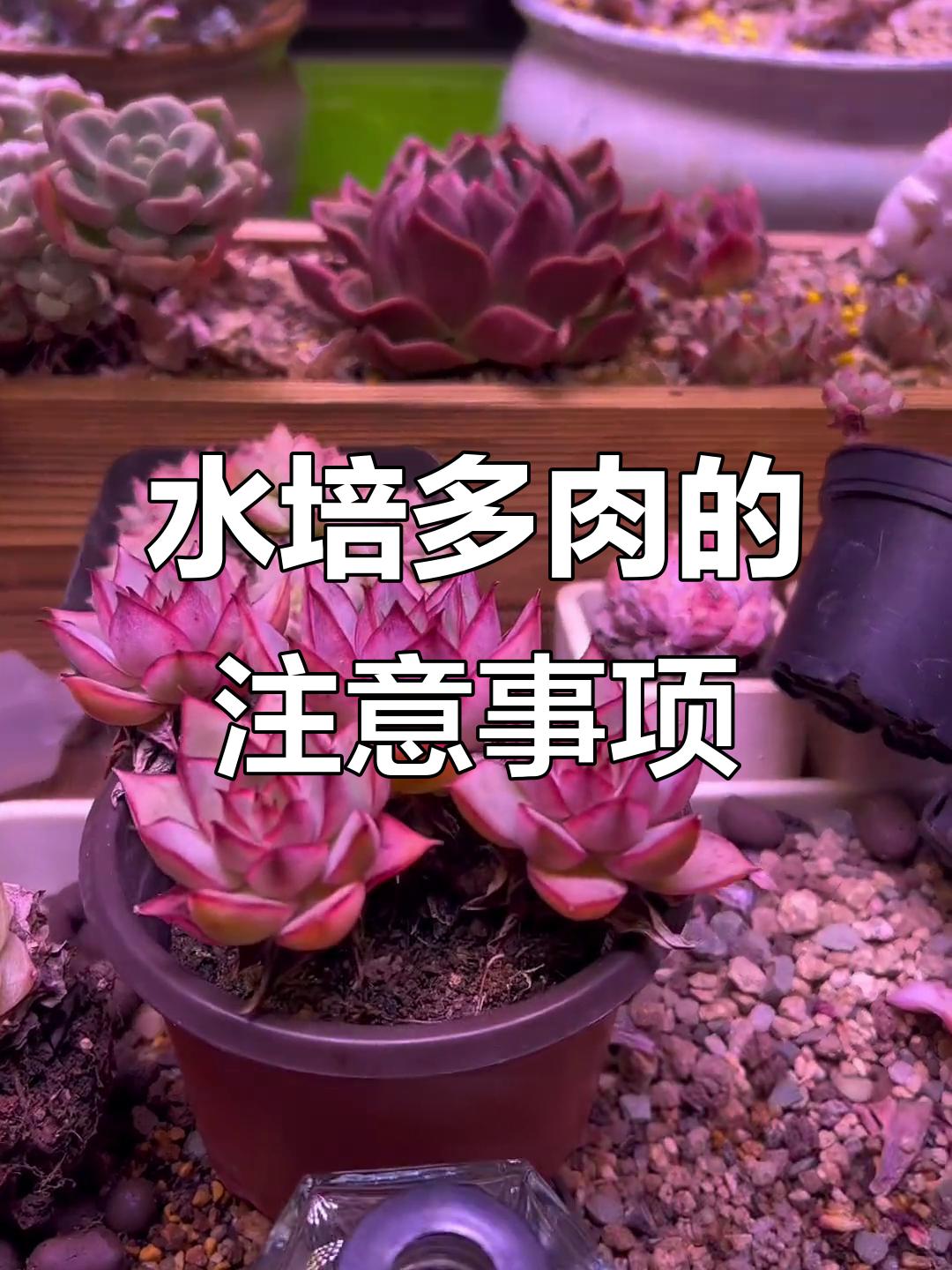 多肉水培技巧大揭秘，如何避免根部腐烂