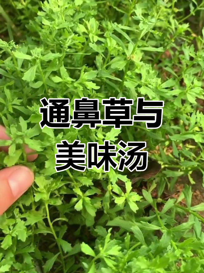 鹅不食草的神奇功效与应用