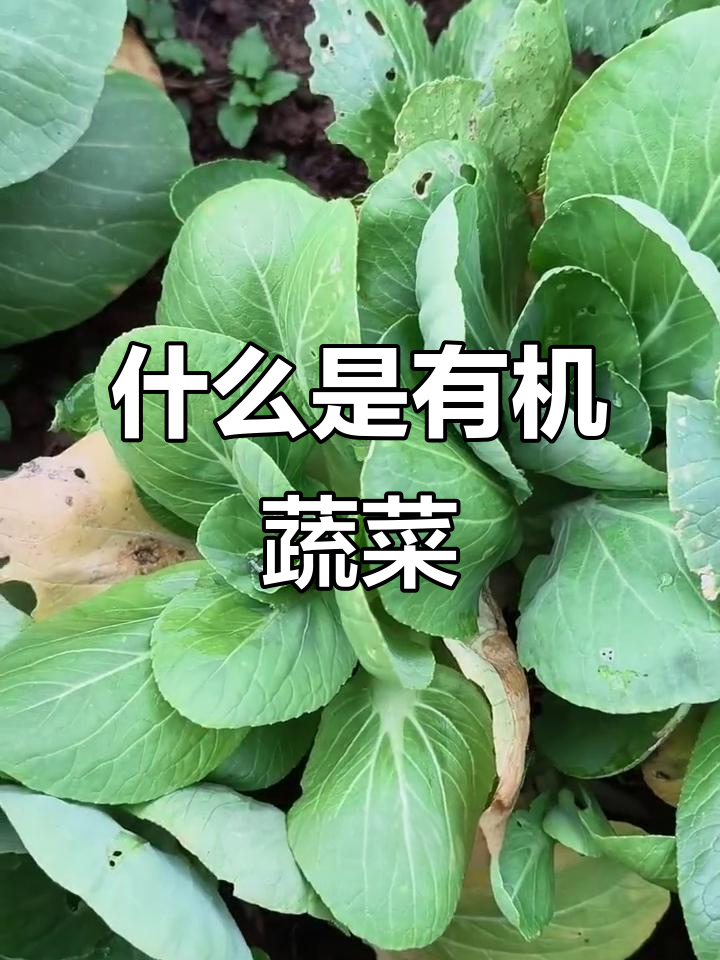 有机蔬菜的真正含义:无农残、虫眼和自然肥料
