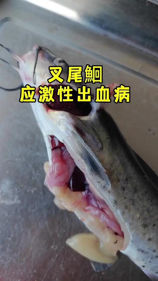 斑点叉尾鮰 叉尾鮰 应激性出血病