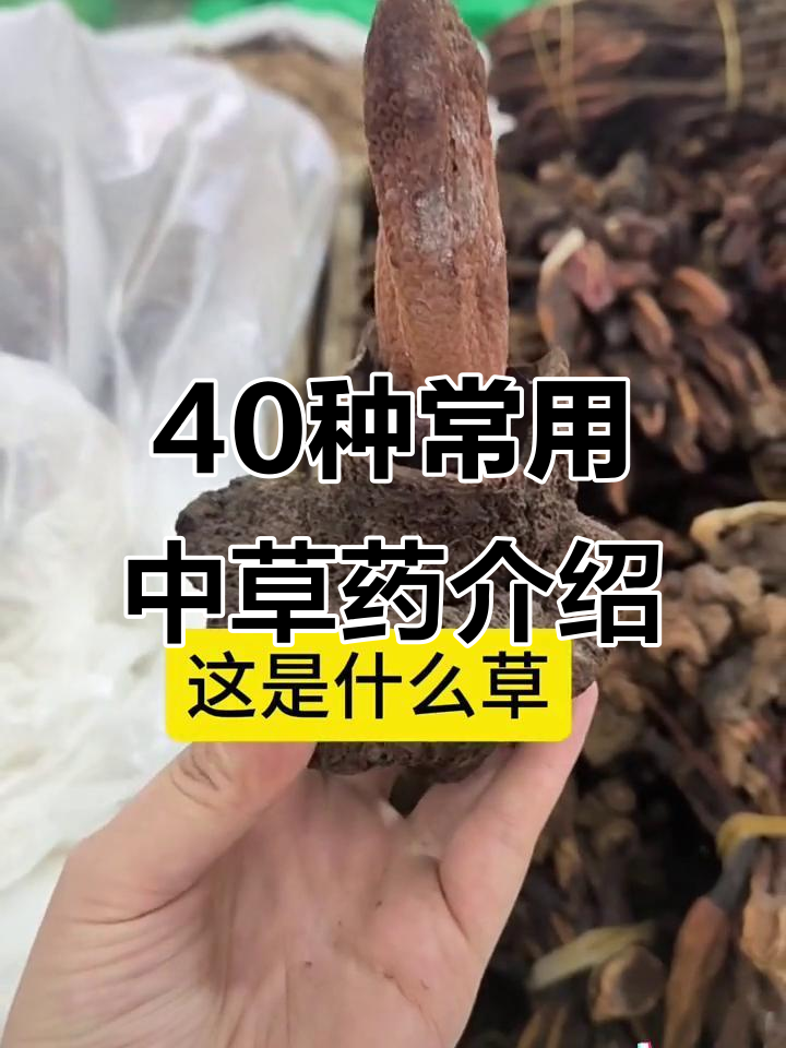 带你认识40种常见中草药,了解它们的功效与作用