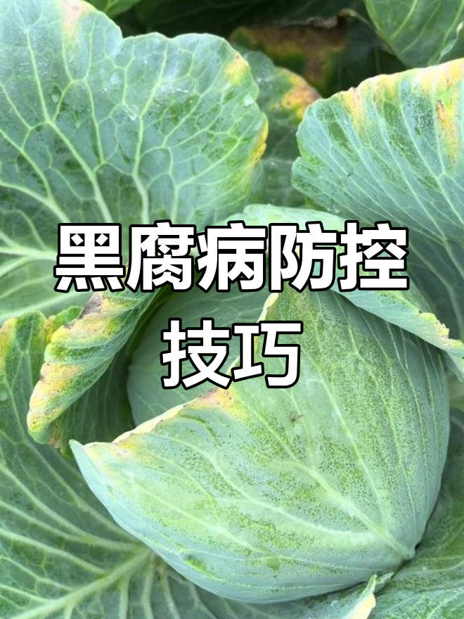 蔬菜黑腐病防治全攻略,控温、营养补充不可忽视