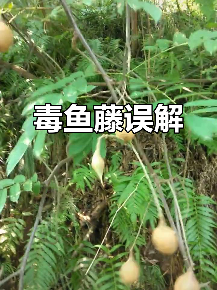 厚果鱼藤常被误认,毒性强烈,当地称约头鸡儿