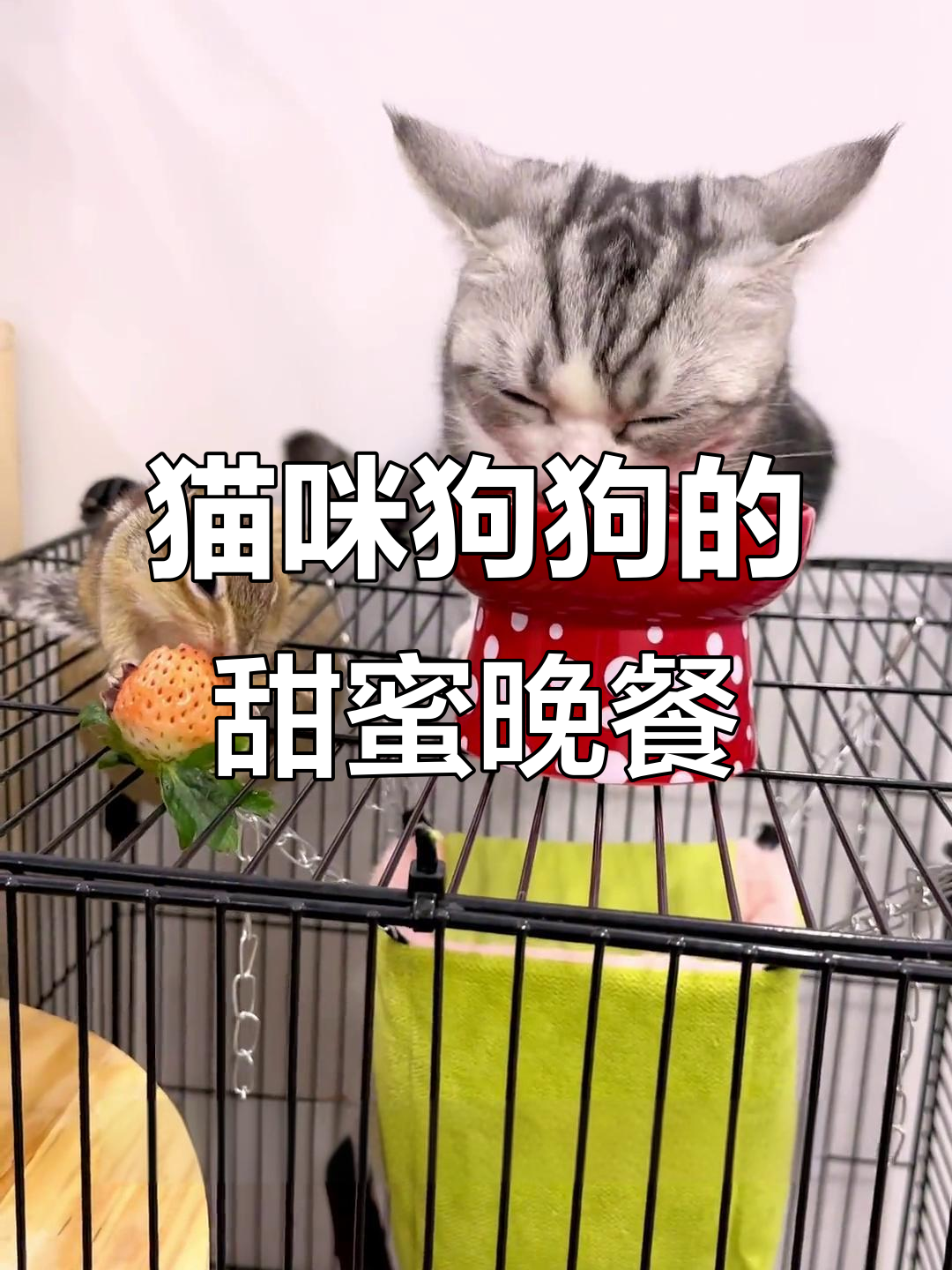 小猫小狗吃夜宵,萌态十足超可爱