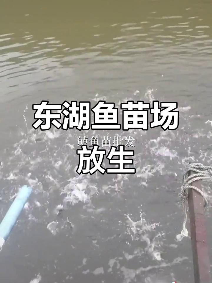 深圳东湖鱼苗场放生鲈鱼,惠州镇罗湖区同步进行