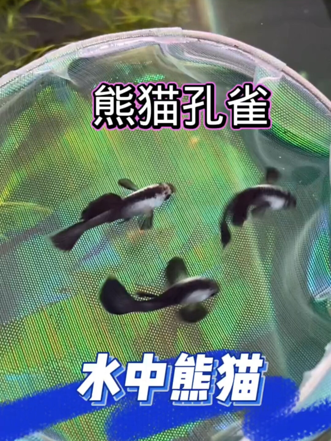 水中国宝,熊猫孔雀鱼!