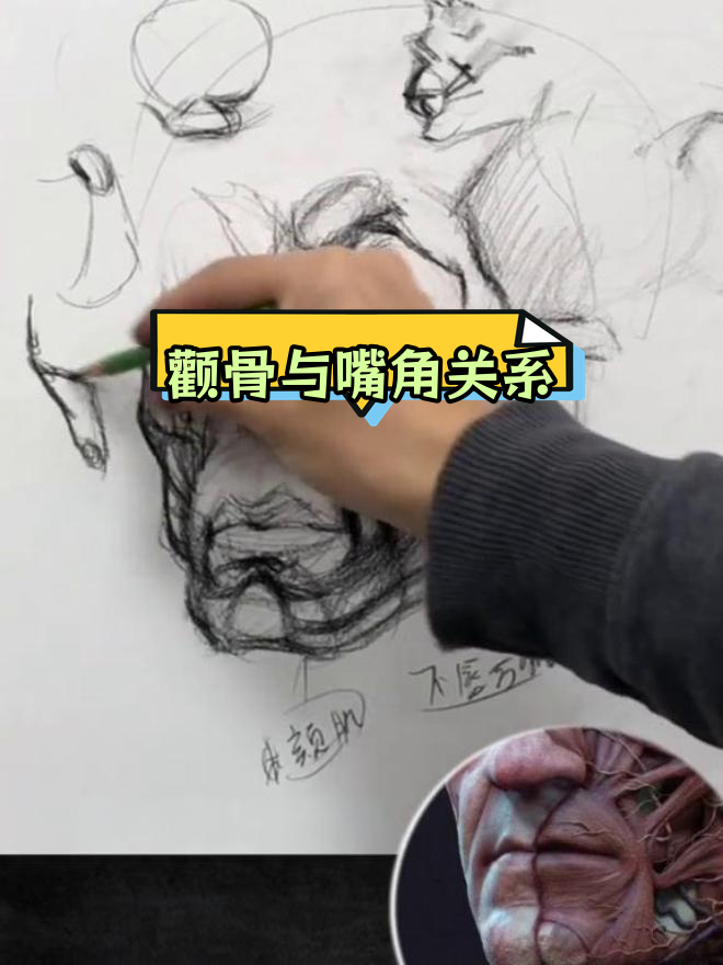 面部肌肉结构解析:颧骨与嘴部的联系