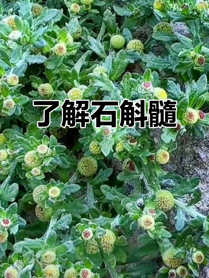 石斛髓:鹅不食草的秘密,你家乡有吗?