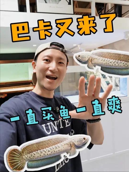 一直买鱼一直爽,我又买巴卡了