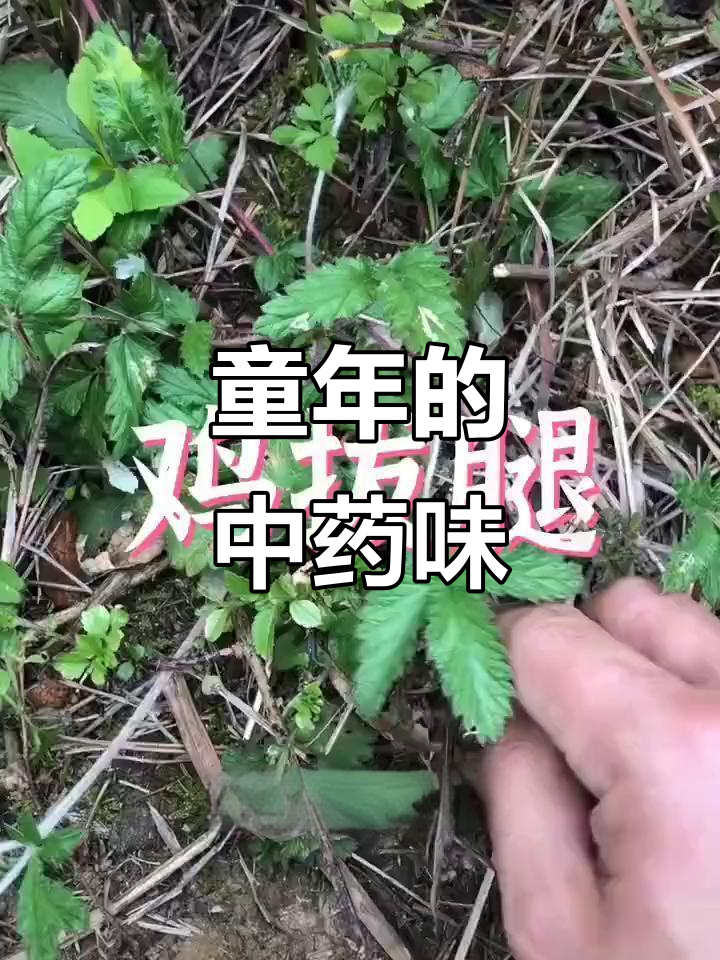 中药鸡腿,童年零食的回忆