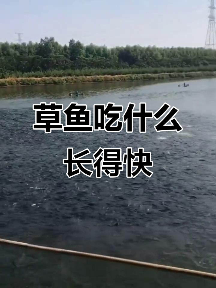 草鱼如何快速生长?吃这些食物最有效