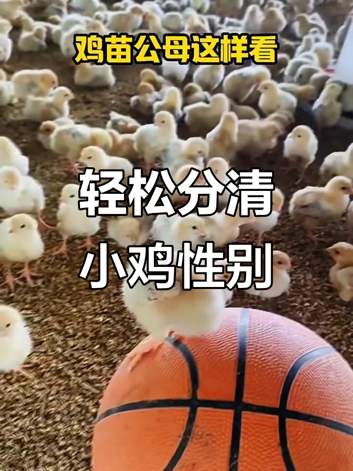 小鸡公母分辨技巧,翅膀一看就懂