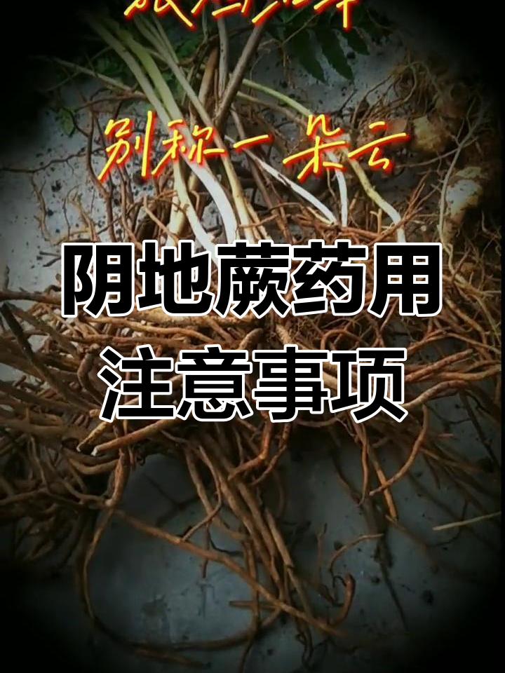 阴地蕨:性味微寒,慎用