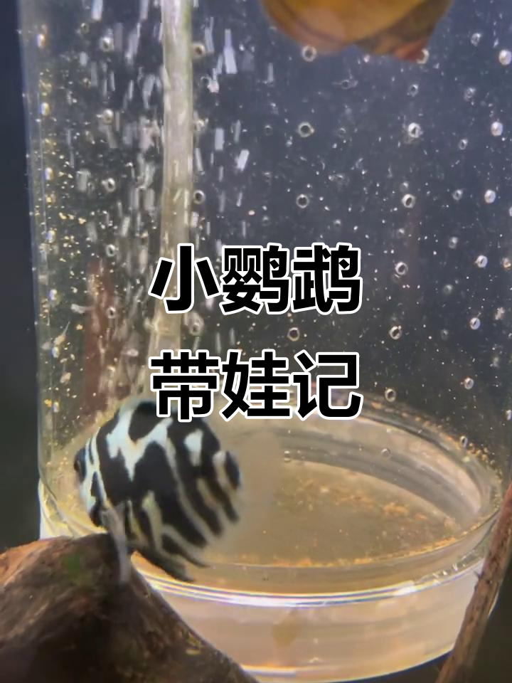 迷你鹦鹉幼鱼起飞，卵黄已落准备开口