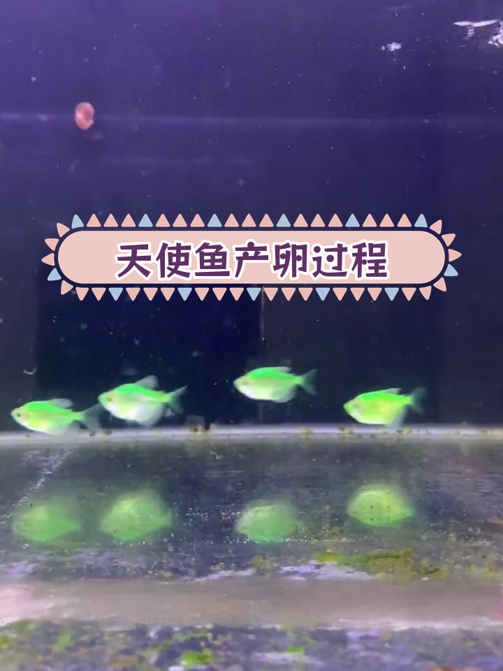 翡翠天使鱼繁殖全过程