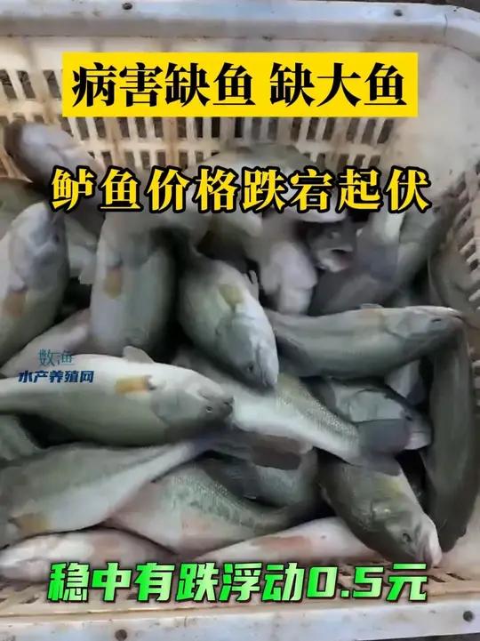 广东鲈鱼跌0.5元/斤,市场暑期持续出鱼;外省鱼市基本企稳。高温病害,养殖户需要多注意塘口