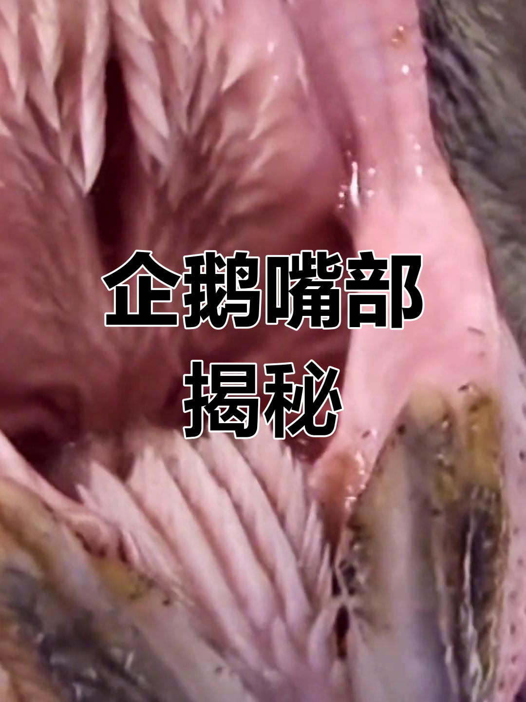 企鹅嘴巴的恐怖真相