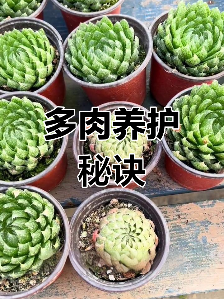 十二卷多肉偏爱温暖湿润,闷养技巧大揭秘!