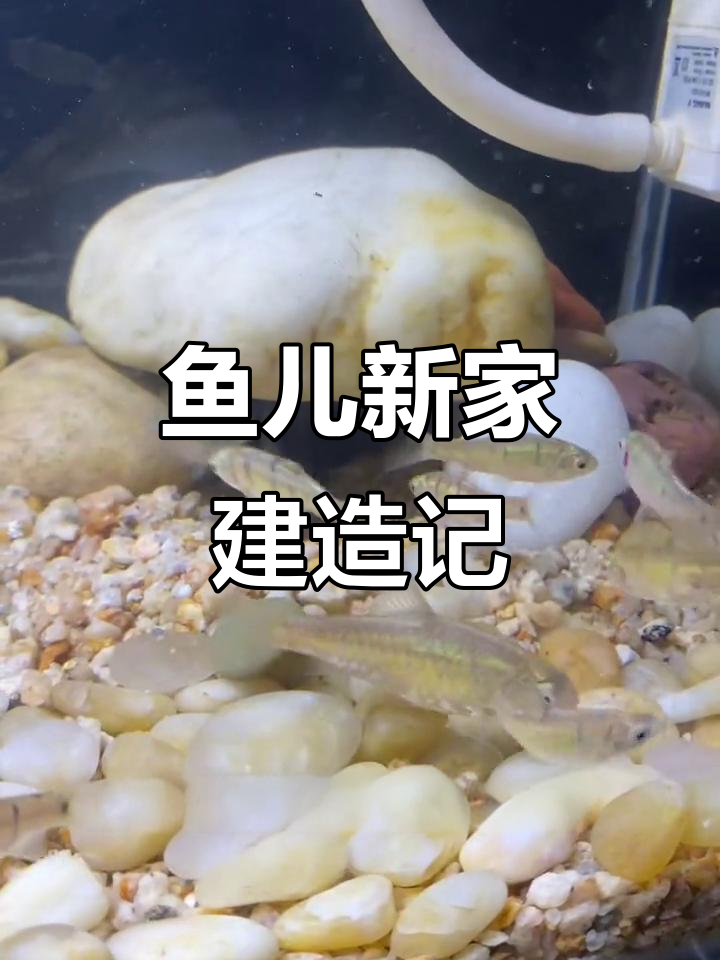 自制迷你鹦鹉鱼躲避屋，斗鱼被隔离成“独居”
