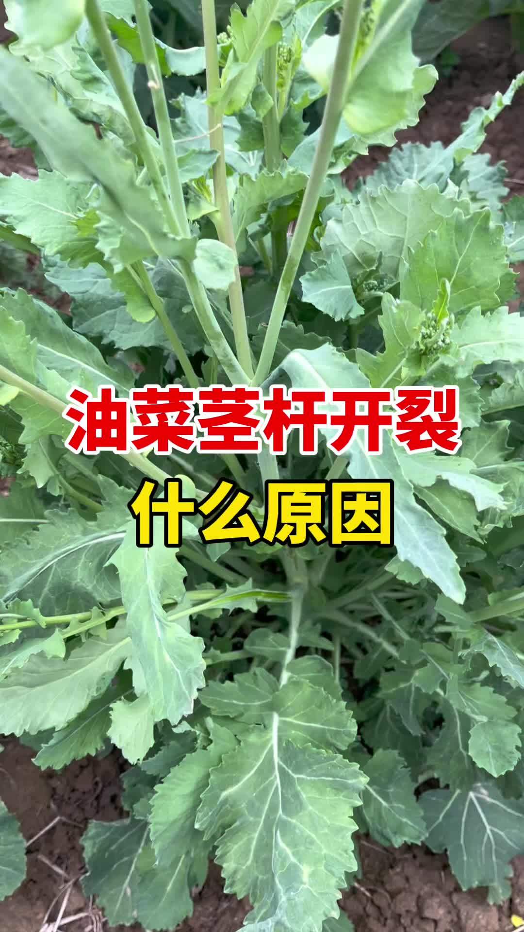油菜茎杆开裂咋回事?科普一下 农作物农技110 老百姓关心的话题 三农