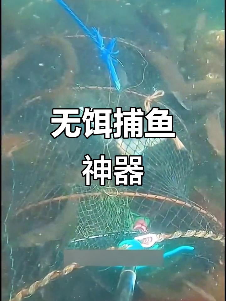 无需饵料,捕鱼花篮轻松抓甲黑草鲤等鱼类