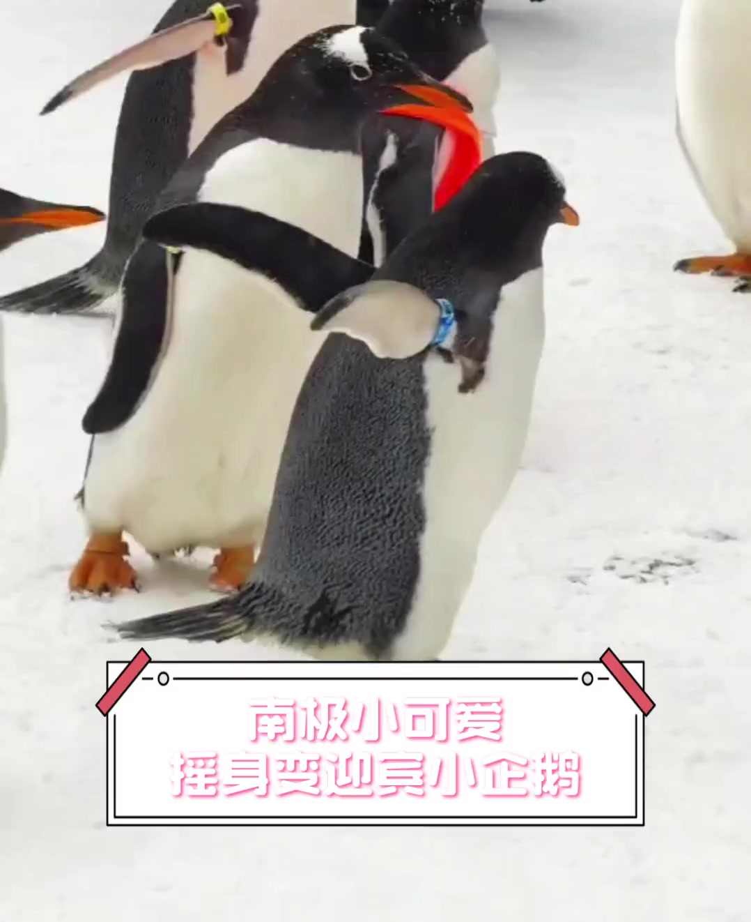 南极小可爱,摇身变迎宾小企鹅